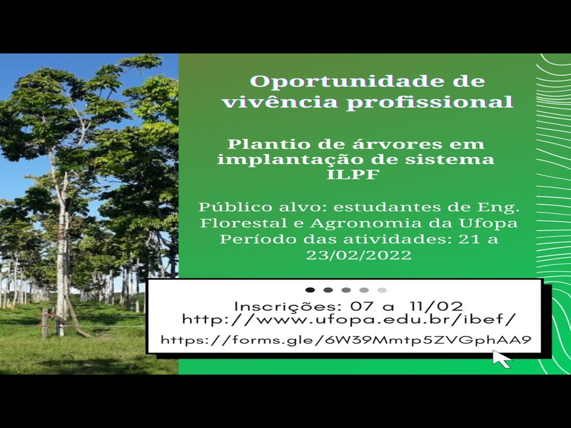 Em parceria com a Ufopa/Ibef, a Amazônia Rural abre oportunidade para vivência profissional na atividade de plantio de árvores em implantação de sistema de integração lavoura, pecuária, floresta (ILPF).